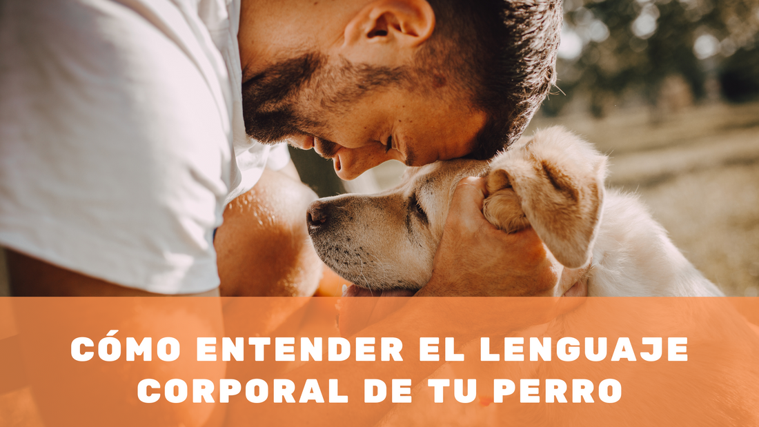 Cómo entender el lenguaje corporal de tu perro