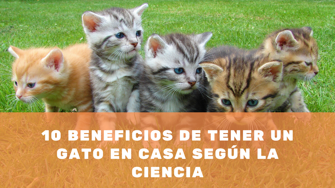 10 beneficios de tener un gato en casa según la ciencia