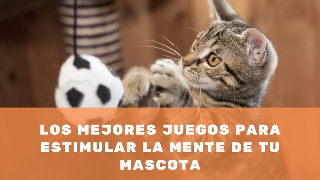 Los mejores juegos para estimular la mente de tu mascota