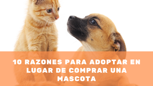 10 Razones para Adoptar en Lugar de Comprar una Mascota